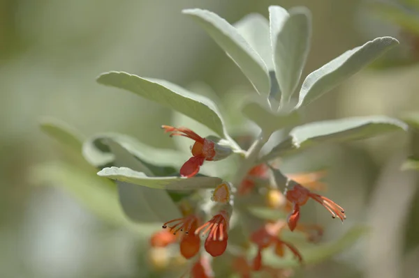 Флора Гран Канария Цветущий Teucrium Heterophyllum Вид Германды Эндемичный Macaronesia — стоковое фото