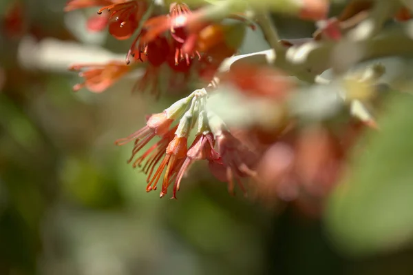 Flora Gran Canaria Florecimiento Teucrium Heterophyllum Especie Germander Endémica Macaronesia — Foto de Stock