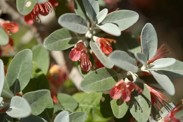 Flora Gran Canaria Florecimiento Teucrium Heterophyllum Especie Germander Endémica Macaronesia — Foto de Stock