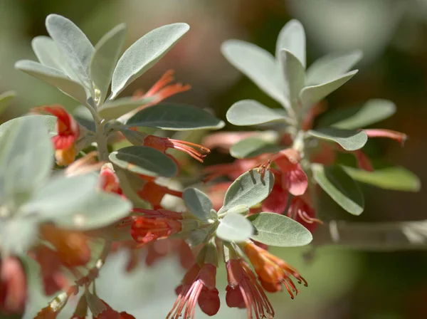 Flora Gran Canaria Florecimiento Teucrium Heterophyllum Especie Germander Endémica Macaronesia — Foto de Stock