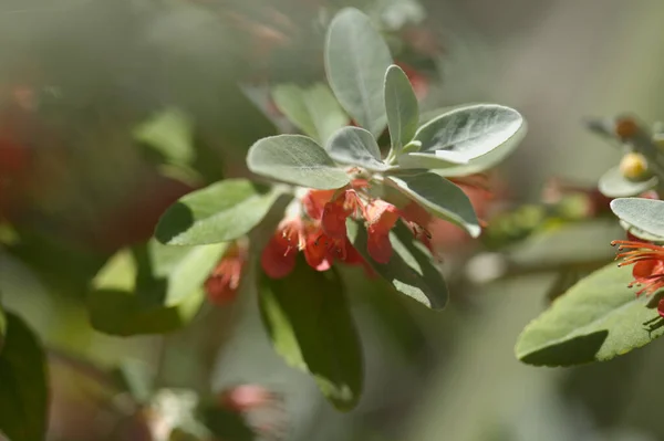 Flora Gran Canaria Fioritura Teucrium Heterophyllum Specie Germander Endemico Della — Foto Stock