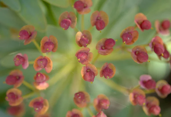 Flora Tenerife Euphorbia Atropurpurea Endémica Tenerife Fondo Macro Floral Natural —  Fotos de Stock