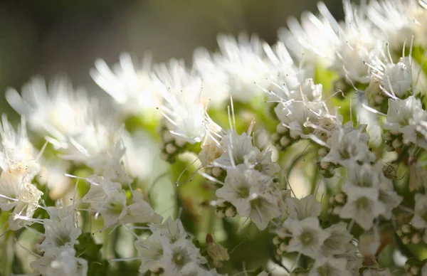 Flora Teneryfy Echium Simplex Białe Kwiaty Owadów Endemiczne Dla Wyspy — Zdjęcie stockowe