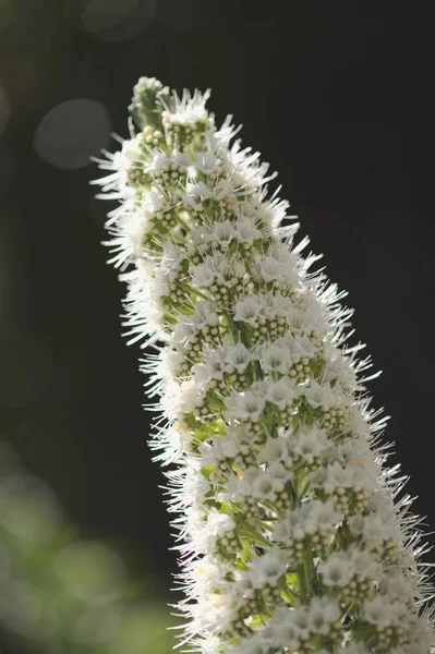 Flora Von Teneriffa Echium Simplex Weiße Blüten Von Glanz Endemisch — Stockfoto