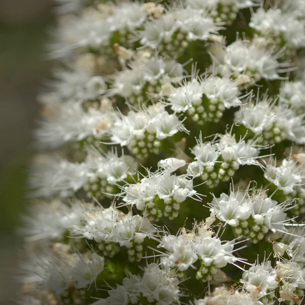 Flora Von Teneriffa Echium Simplex Weiße Blüten Von Glanz Endemisch — Stockfoto