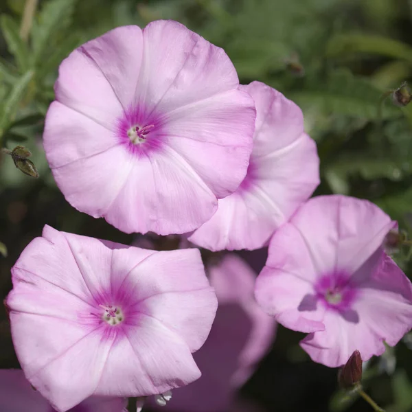 Flora Gran Canaria Ipomoea Pes Caprae Praia Manhã Glória Natural — Fotografia de Stock