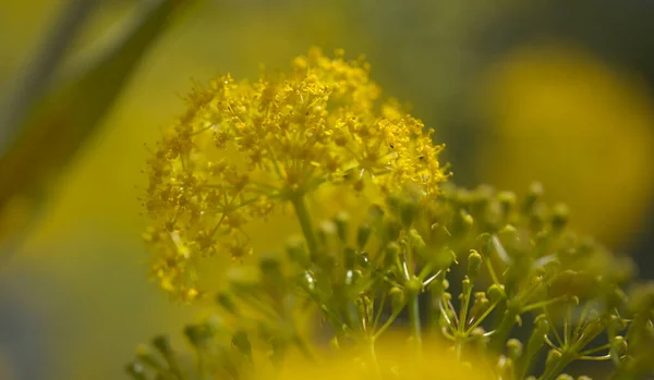 Gran Canaria Flora Virágzó Ferula Linkii Óriás Kanári Édeskömény Endemikus — Stock Fotó