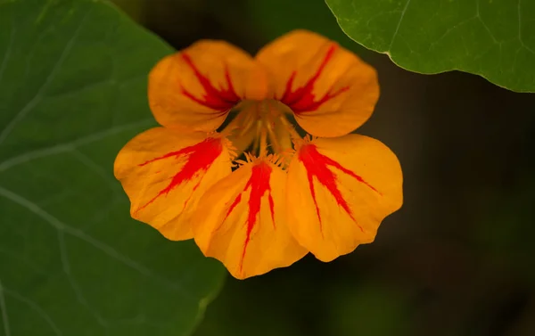 Flora Van Gran Canaria Tropaeolum Majus Tuin Nasturtium Geïntroduceerd Invasieve — Stockfoto