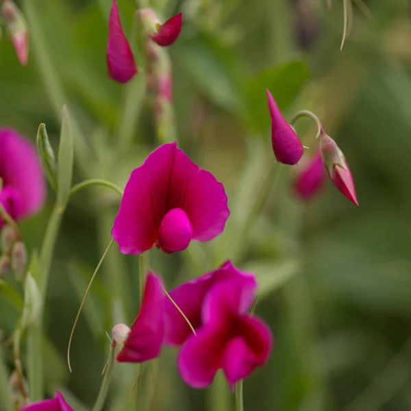 Flóra Gran Canaria Lathyrus Tingitanus Tangier Hrášek Přírodní Makrokvětinové Pozadí — Stock fotografie