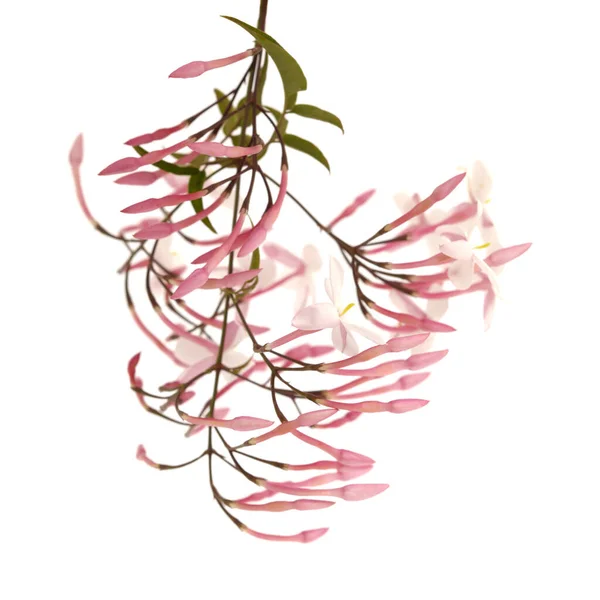 Bloeiende Jasminum Officinale Gewone Jasmijn Geïsoleerd Witte Achtergrond — Stockfoto