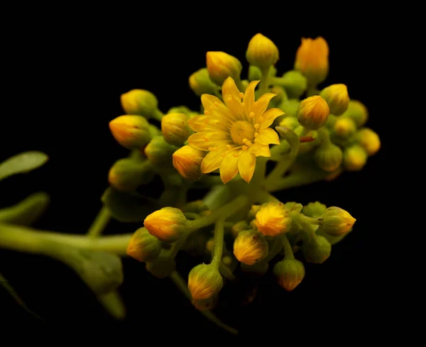 Flora Gran Canarii Pąki Aeonium Spathulatum Mały Domek Endemiczny Wyspach — Zdjęcie stockowe