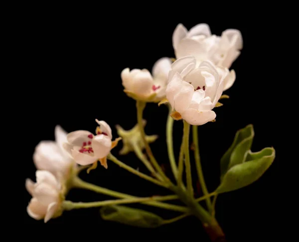 Vita Blommor Päron Träd Isolerad Svart Bakgrund — Stockfoto