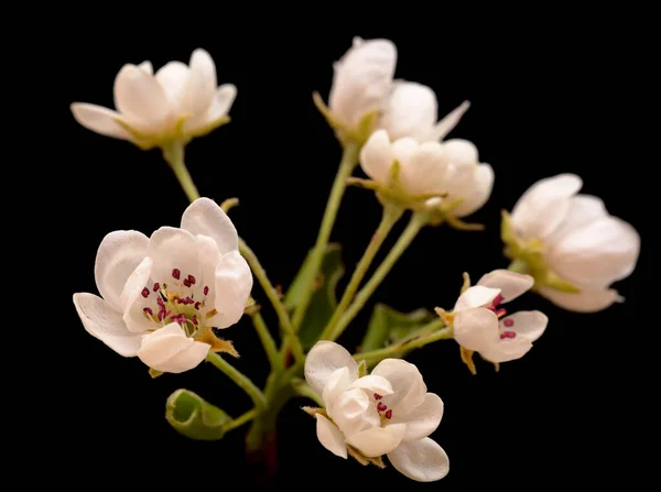 Flores Brancas Árvore Pêra Isolada Fundo Preto — Fotografia de Stock