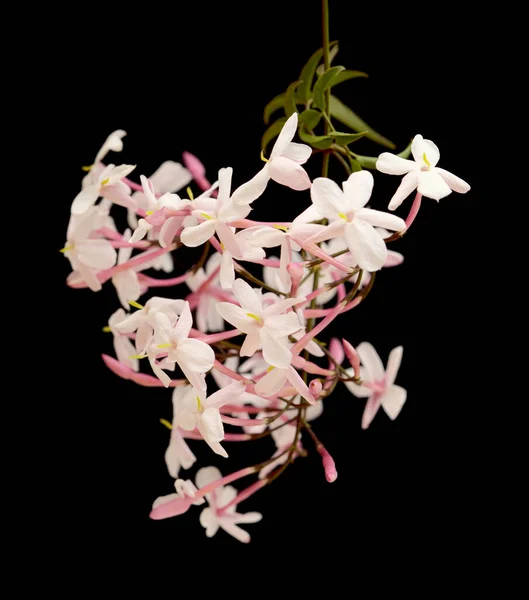 Ανθίζοντας Jasminum Officinale Κοινό Γιασεμί Απομονωμένο Μαύρο Φόντο — Φωτογραφία Αρχείου