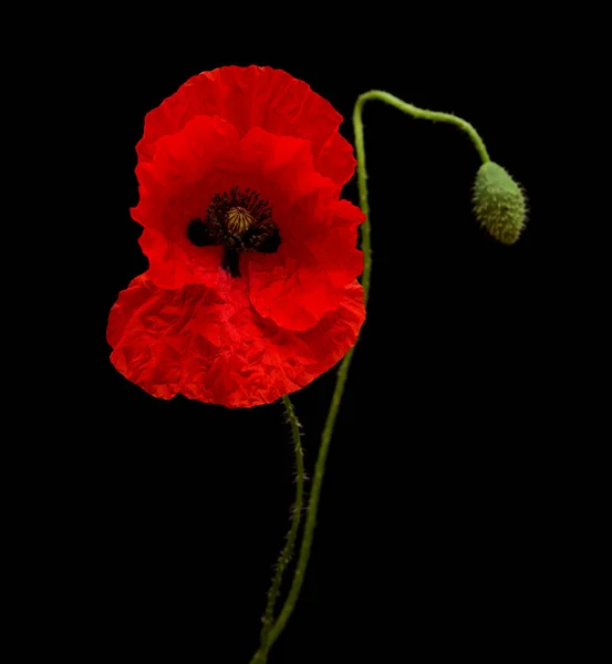 Flora Gran Canaria Papaver Rhoeas Common Poppy Isolated Black Background — Stock Photo, Image