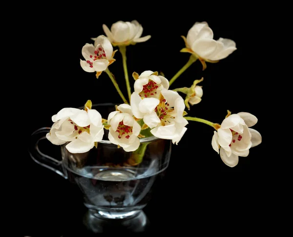 Fehér Virágok Körtefa Elszigetelt Fekete Háttér — Stock Fotó