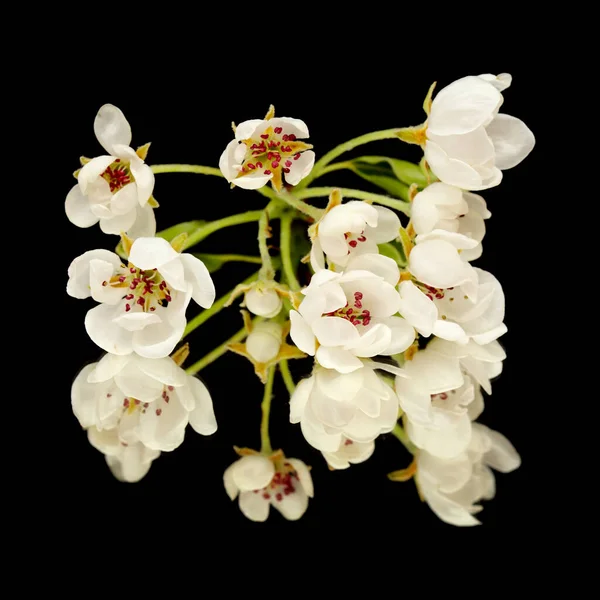 Flores Brancas Árvore Pêra Isolada Fundo Preto — Fotografia de Stock