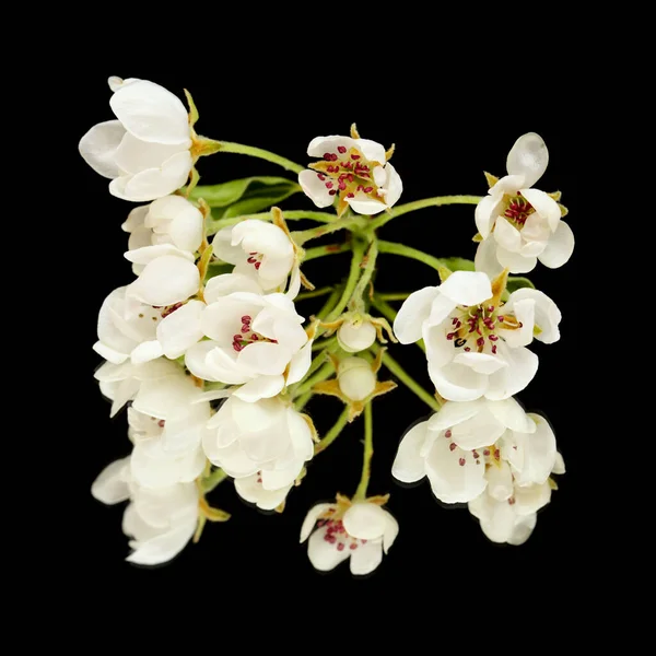 Flores Brancas Árvore Pêra Isolada Fundo Preto — Fotografia de Stock
