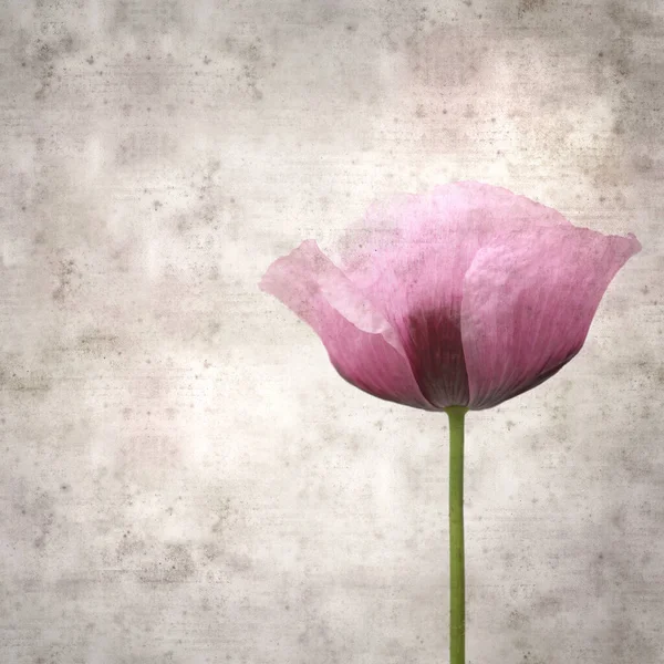 Pembe haşhaş Papaver somniferum ile süslü eski kağıt kare arka plan