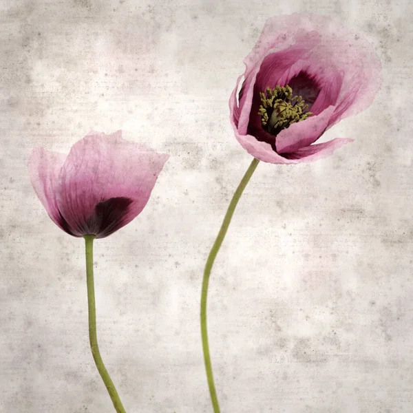 Elegante Textura Papel Viejo Fondo Cuadrado Con Amapola Rosa Papaver —  Fotos de Stock