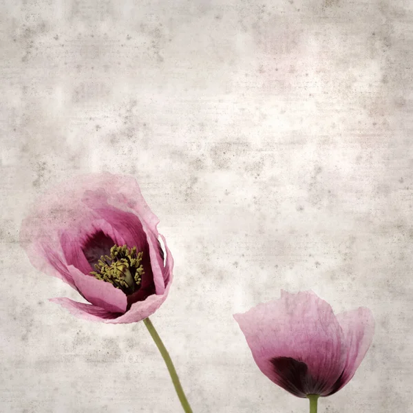 Pembe haşhaş Papaver somniferum ile süslü eski kağıt kare arka plan