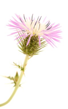 Gran Canaria 'dan Flora - Galactites tomentosa