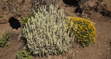 Gran Canaria 'dan Flora - Sideritis dasygnaphala, Gran Canaria' nın beyaz dağ çayı, yaygın, doğal makro çiçekli arka plan