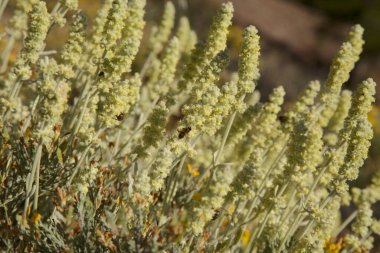 Gran Canaria 'dan Flora - Sideritis dasygnaphala, Gran Canaria' nın beyaz dağ çayı, yaygın, doğal makro çiçekli arka plan