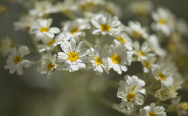 Gran Canaria 'dan Flora - Tanasetum ptarmiciflorum, gümüş tansi, adaya özgü bitki, doğal makro çiçekli arka plan