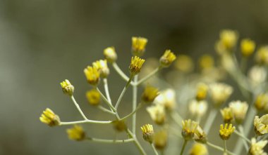Gran Canaria 'dan Flora - Tanasetum ptarmiciflorum, gümüş tansi, adaya özgü bitki, doğal makro çiçekli arka plan