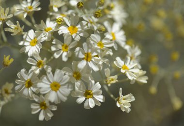 Gran Canaria 'dan Flora - Tanasetum ptarmiciflorum, gümüş tansi, adaya özgü bitki, doğal makro çiçekli arka plan