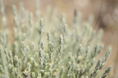 Gran Canaria 'dan Flora - Mikromeria varia otları, yerel olarak kekik olarak adlandırılır, Kanarya ve Madeira' ya özgü, doğal makro çiçekli arka plan