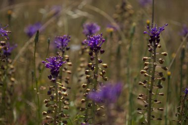 Gran Canaria 'dan Flora - Leopoldia comosa, püskül sümbülü doğal makro çiçekli arka plan