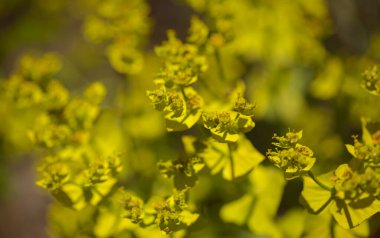 Gran Canaria 'dan Flora - Euphorbia segetalis, parlak sarı-yeşil spurge, çiçekli arka plan