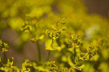 Gran Canaria 'dan Flora - Euphorbia segetalis, parlak sarı-yeşil spurge, çiçekli arka plan