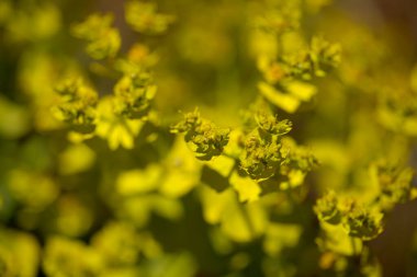 Gran Canaria 'dan Flora - Euphorbia segetalis, parlak sarı-yeşil spurge, çiçekli arka plan