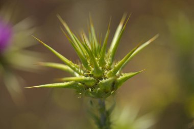 Gran Canaria 'dan Flora - Silybum marianum, süt devedikeni doğal makro çiçekli arka plan