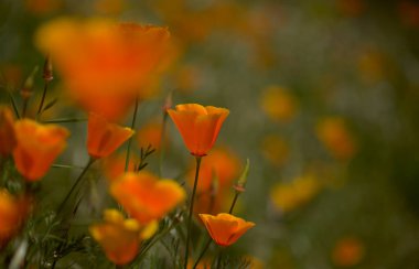 Gran Canaria 'dan Flora - Escholzia calizina, California gelinciği, doğal makro çiçekli bitki örtüsü ve istilacı türler
