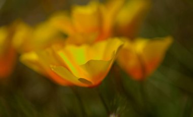 Gran Canaria 'dan Flora - Escholzia calizina, California gelinciği, doğal makro çiçekli bitki örtüsü ve istilacı türler