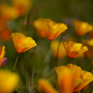 Gran Canaria 'dan Flora - Escholzia calizina, California gelinciği, doğal makro çiçekli bitki örtüsü ve istilacı türler