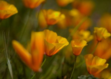 Gran Canaria 'dan Flora - Escholzia calizina, California gelinciği, doğal makro çiçekli bitki örtüsü ve istilacı türler