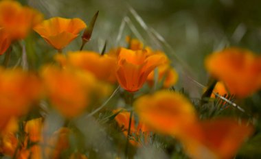 Gran Canaria 'dan Flora - Escholzia calizina, California gelinciği, doğal makro çiçekli bitki örtüsü ve istilacı türler