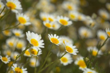 Gran Canaria 'dan Flora - Glebionis coronaria, eski adıyla Chrysanthemum coronarium, çelenk kasımpatı doğal makro çiçek arkaplanı