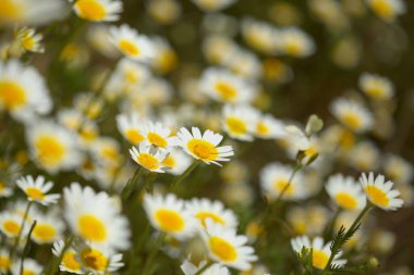 Gran Canaria 'dan Flora - Glebionis coronaria, eski adıyla Chrysanthemum coronarium, çelenk kasımpatı doğal makro çiçek arkaplanı