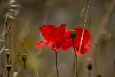 Gran Canaria 'dan Flora - Papaver rhoeas, yaygın haşhaş arkaplanı