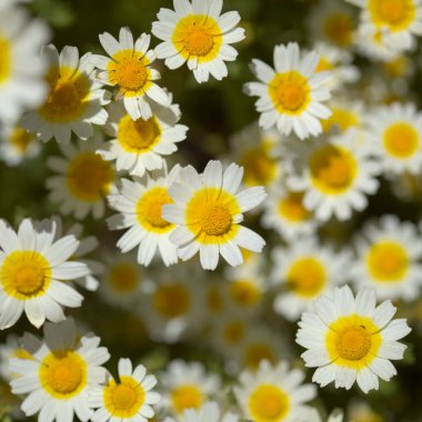 Gran Canaria 'dan Flora - Glebionis coronaria, eski adıyla Chrysanthemum coronarium, çelenk kasımpatı doğal makro çiçek arkaplanı