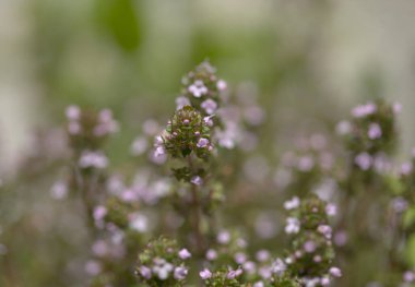 Flora of Gran Canaria - Thymus vulgaris, common thyme natural macro floral background