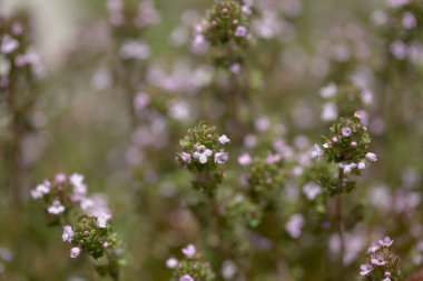 Flora of Gran Canaria - Thymus vulgaris, common thyme natural macro floral background
