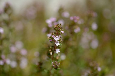 Flora of Gran Canaria - Thymus vulgaris, common thyme natural macro floral background