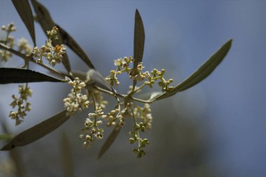 Gran Canaria 'dan Flora - çiçek açan Olea cerasiforis, kanarya adalarına özgü zeytin türleri, doğal makro çiçekli arka plan
